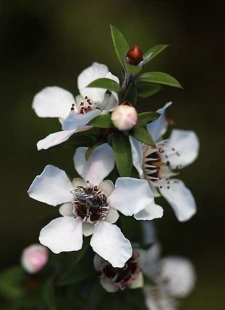 Mānuka flower