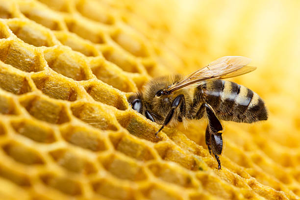 Mānuka Honey for Seasonal Allergies: Can It Really Help?