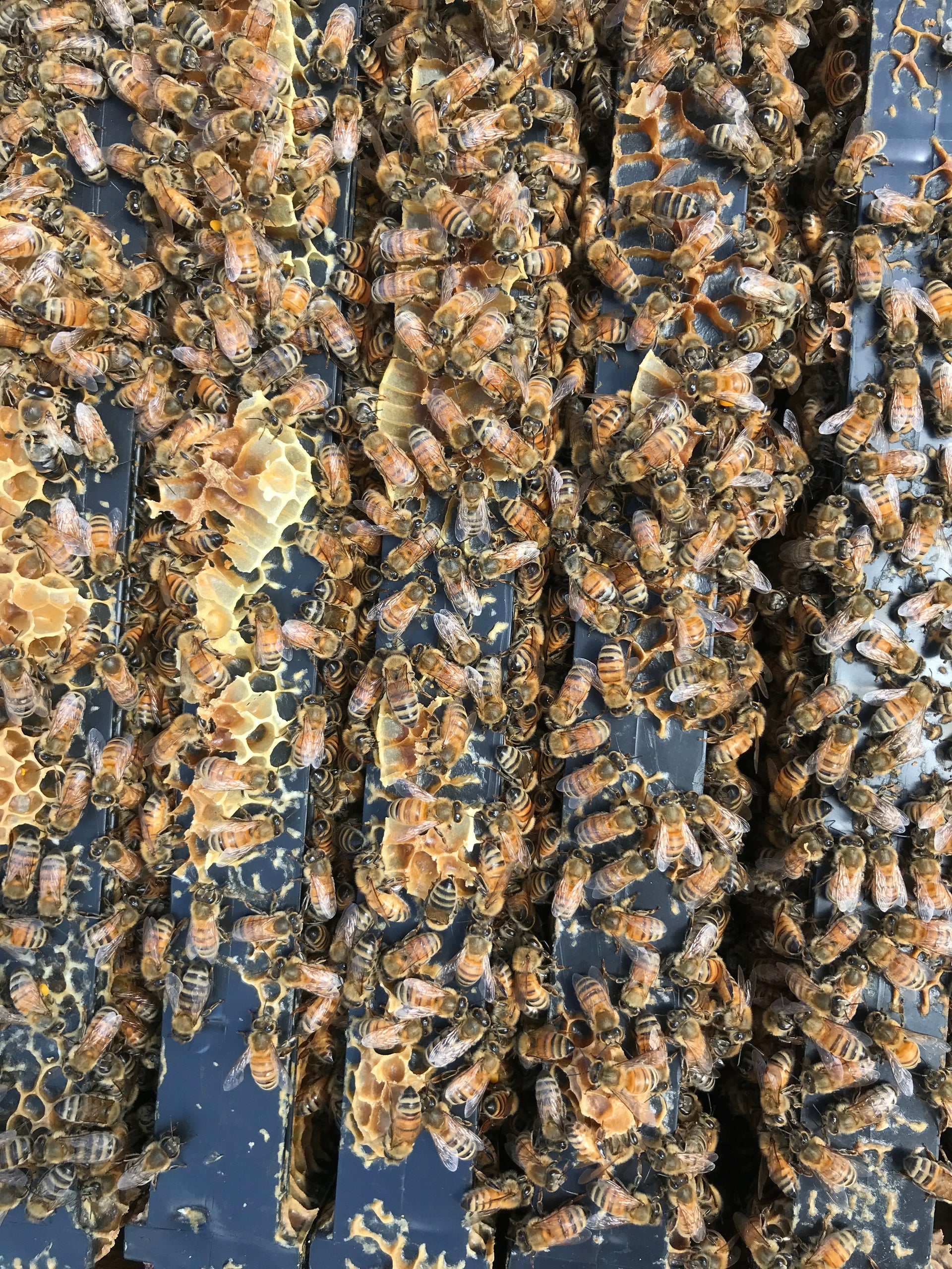 How Much Mānuka Honey Should I Take Daily?