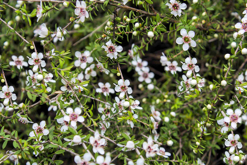 Why is Mānuka special? (The sciency bit)